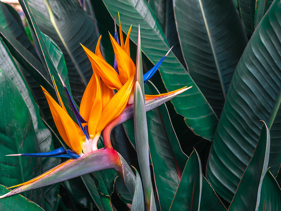 Die Blüten der Paradiesvogelblume sind kräftig orange und dunkelblau.