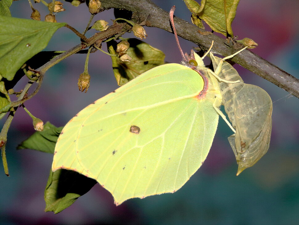 Ein Schmetterling hält sich mit den Beinen an seinem transparenten Kokon fest. Er ist im Profil zu sehen. Durch die blassgelben Flügel ziehen sich feine Adern. 