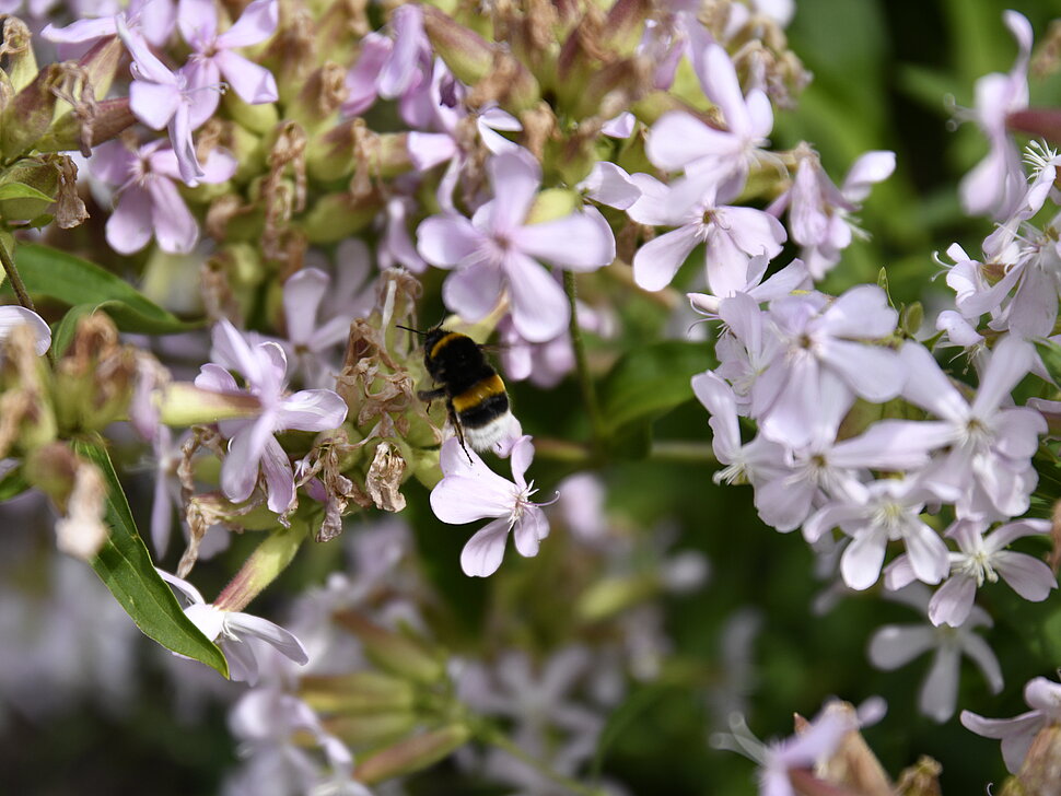 Bienenzuechter stellen sich vor