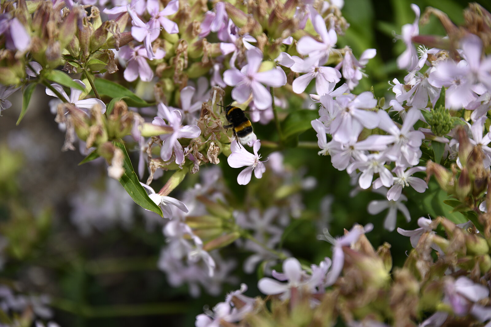 Bienenzuechter stellen sich vor