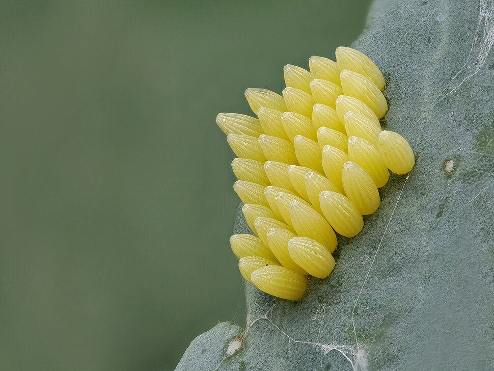 Ein Cluster von ca. 30 gelben Eiern in Großaufnahme auf einem Pflanzenblatt. Die Eier sind hell gelb und länglich. Von oben nach unten verlaufende Kanten verleihen der Oberfläche Struktur. 