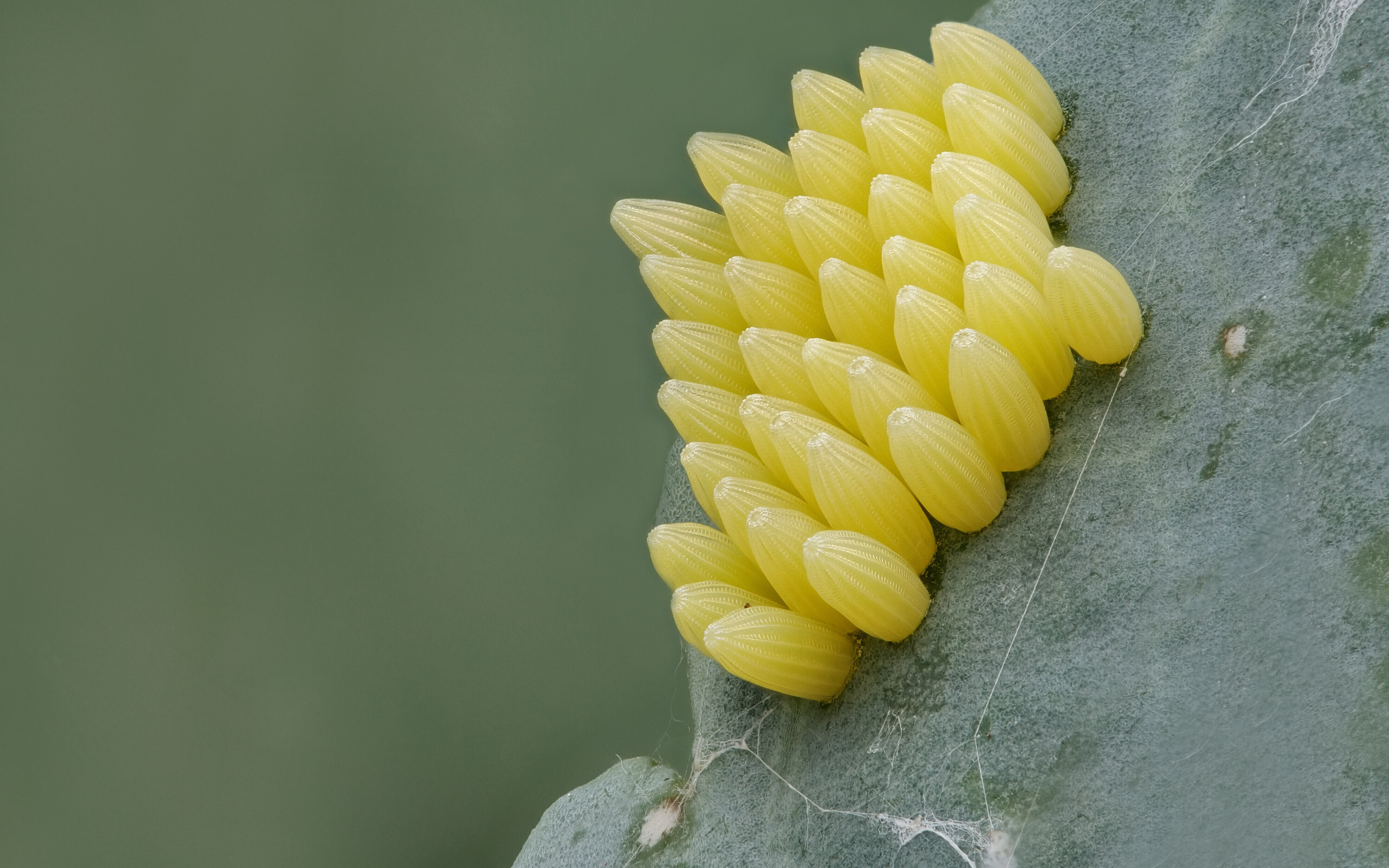 Ein Cluster von ca. 30 gelben Eiern in Großaufnahme auf einem Pflanzenblatt. Die Eier sind hell gelb und länglich. Von oben nach unten verlaufende Kanten verleihen der Oberfläche Struktur. 