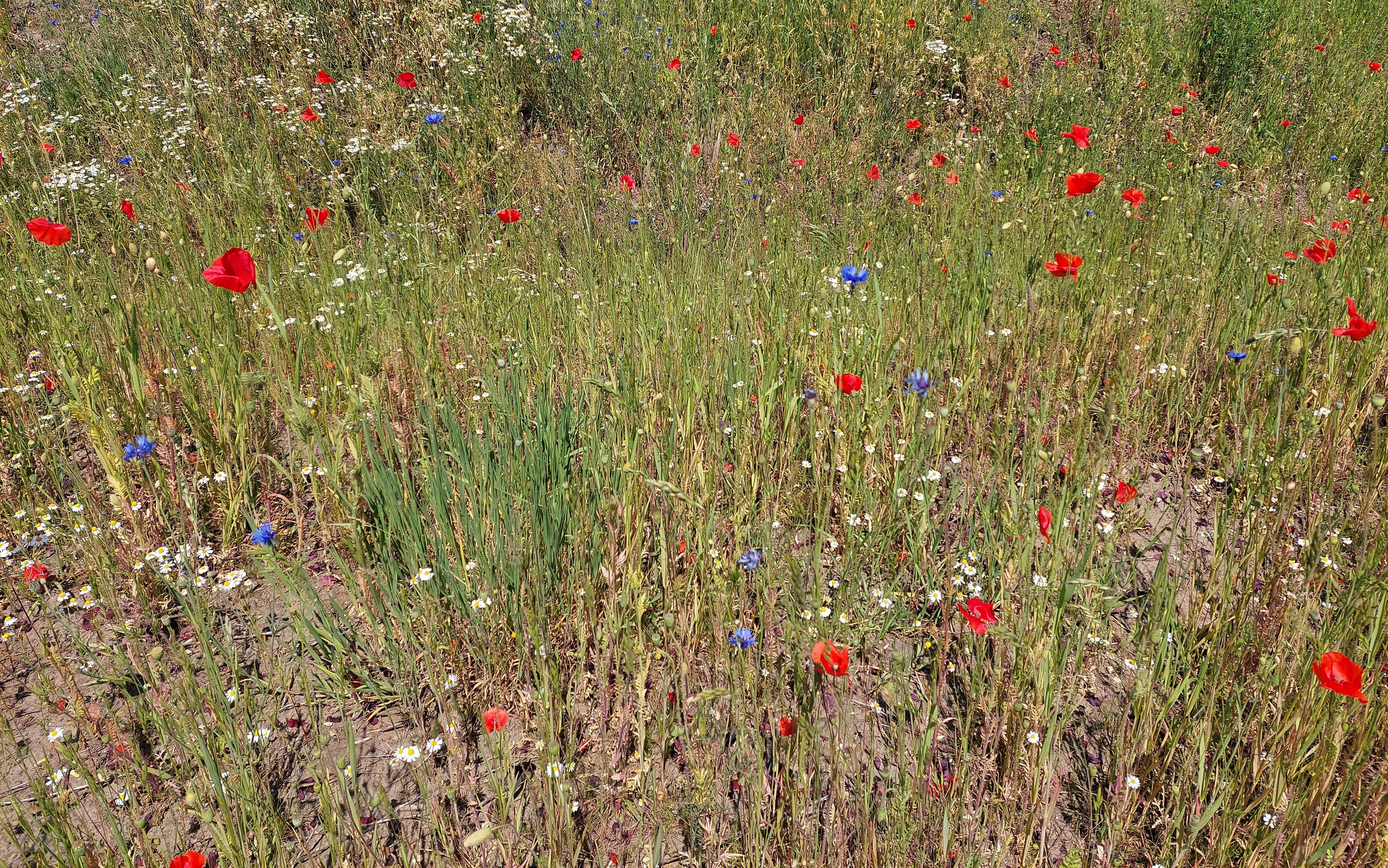 Blühende Blumenwiese mit roten, weißen und roten Blüten