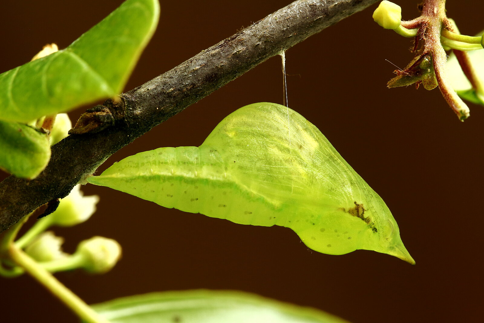 Ein grüner, bauchiger Kokon hängt an einem seidenen Faden von einem Zweig. In Form und Farbe ähnelt er einem Blatt. 