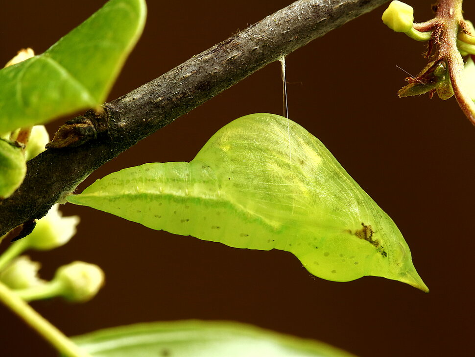 Ein grüner, bauchiger Kokon hängt an einem seidenen Faden von einem Zweig. In Form und Farbe ähnelt er einem Blatt. 