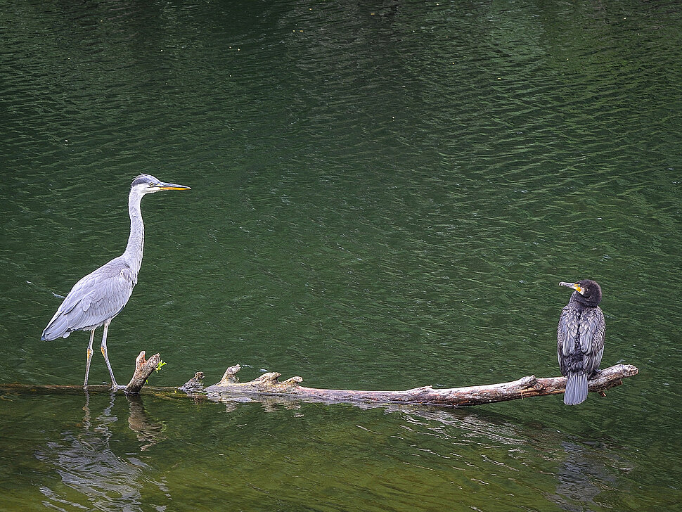 Reiher und Kormoran im Wasser. Sitzen auf einem Ast.