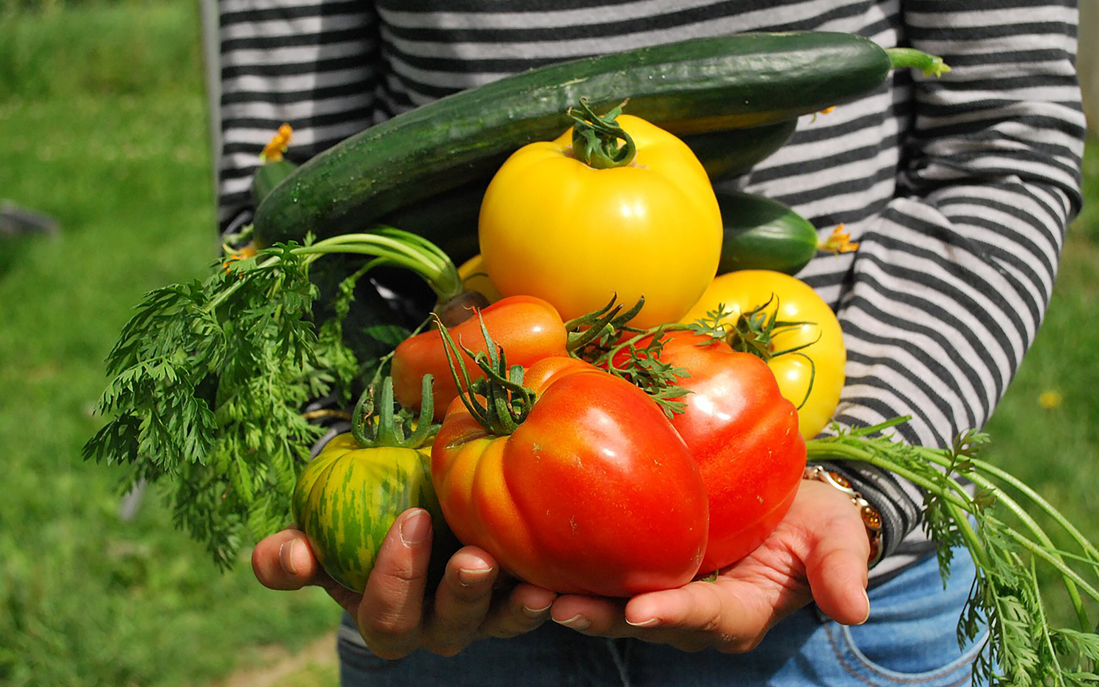 Gemüse trägt diverses Gemüse auf beiden Händen