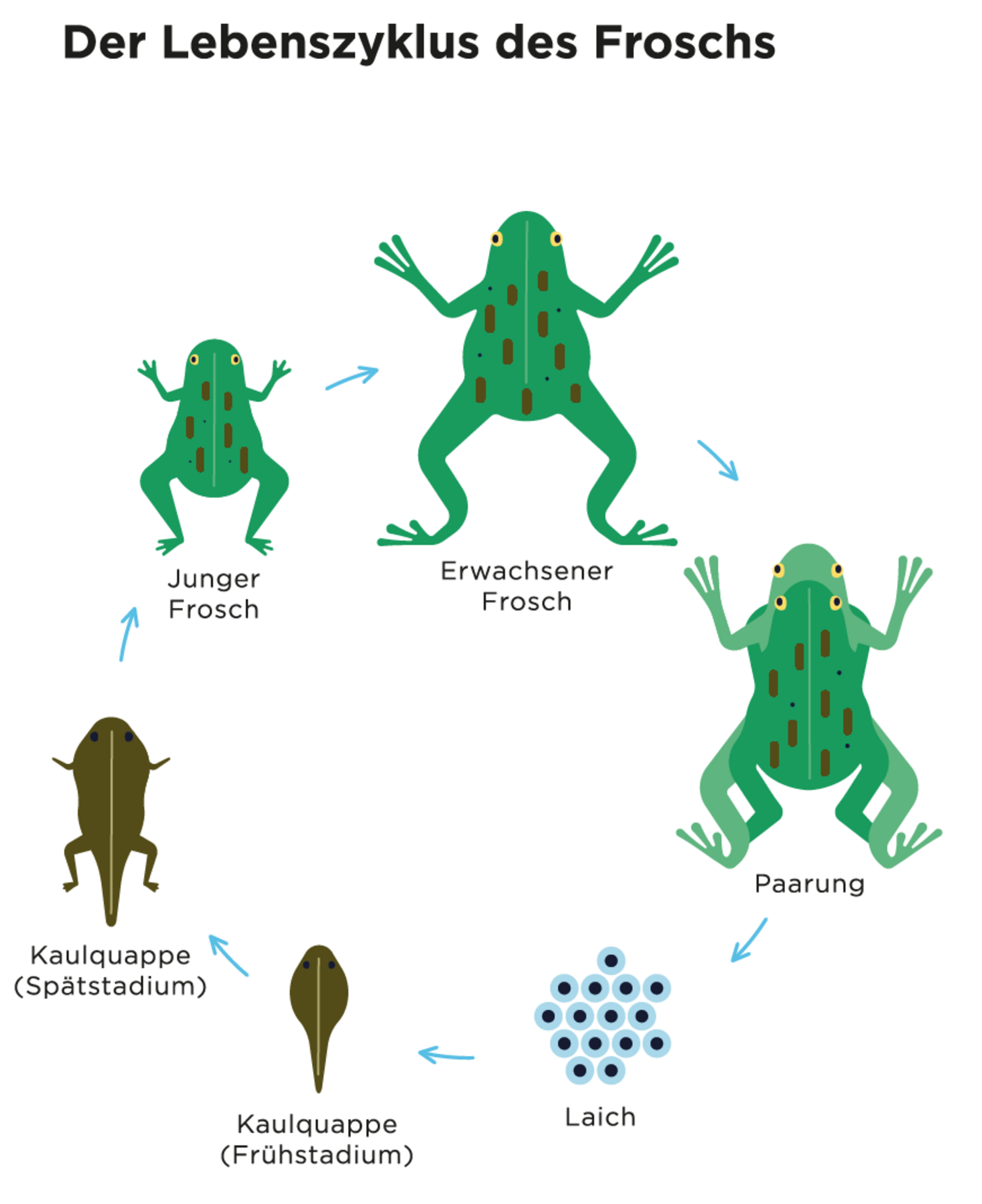 Auf der Abbildung sieht man den Lebenszyklus eines Frosches, von der Befruchtung, über den Laich zur Kaulquappe und zum Frosch.