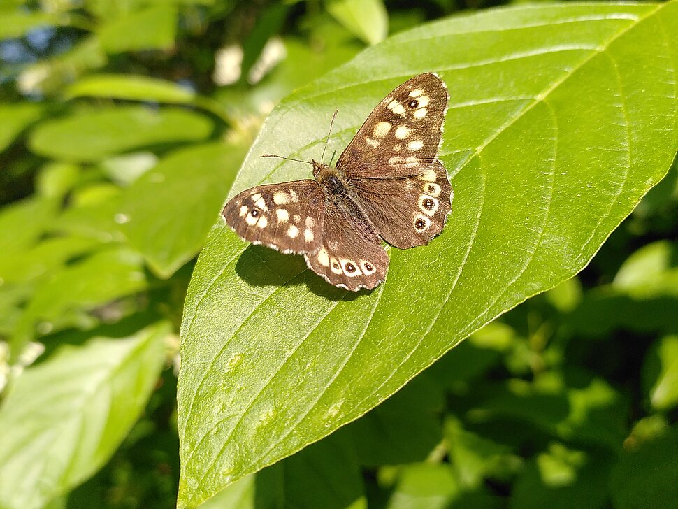 Ein Schmetterling sitzt mit aufgeklappten Flügeln auf einem grünen Blatt. Der behaarte Körper ist braun, ebenso die Flügel. Auf diesen befinden sich helle Flecken.