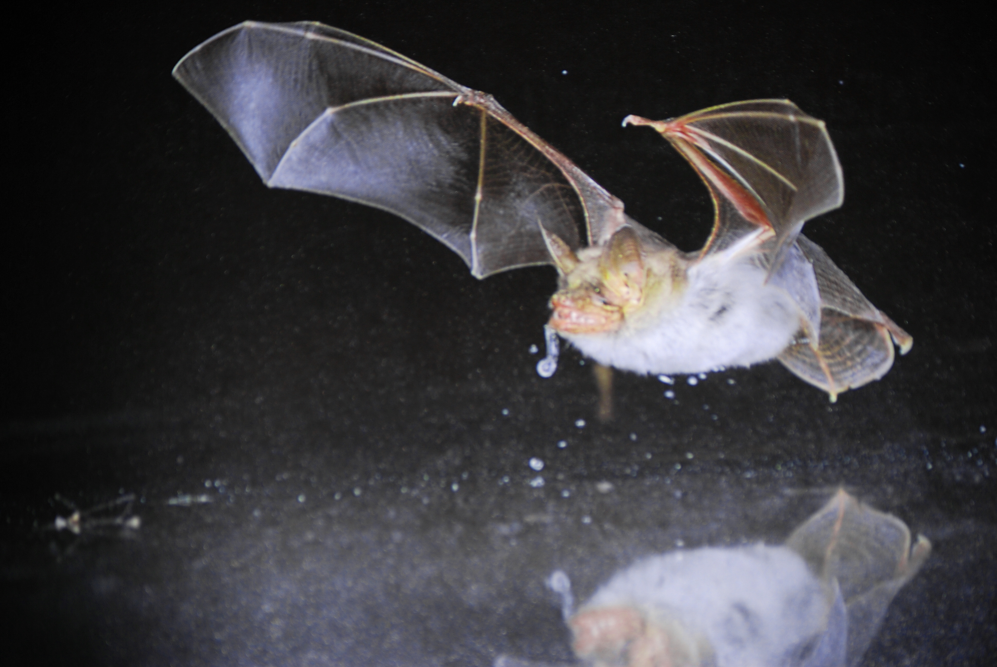 Fledermaus auf der Wasseroberfläche