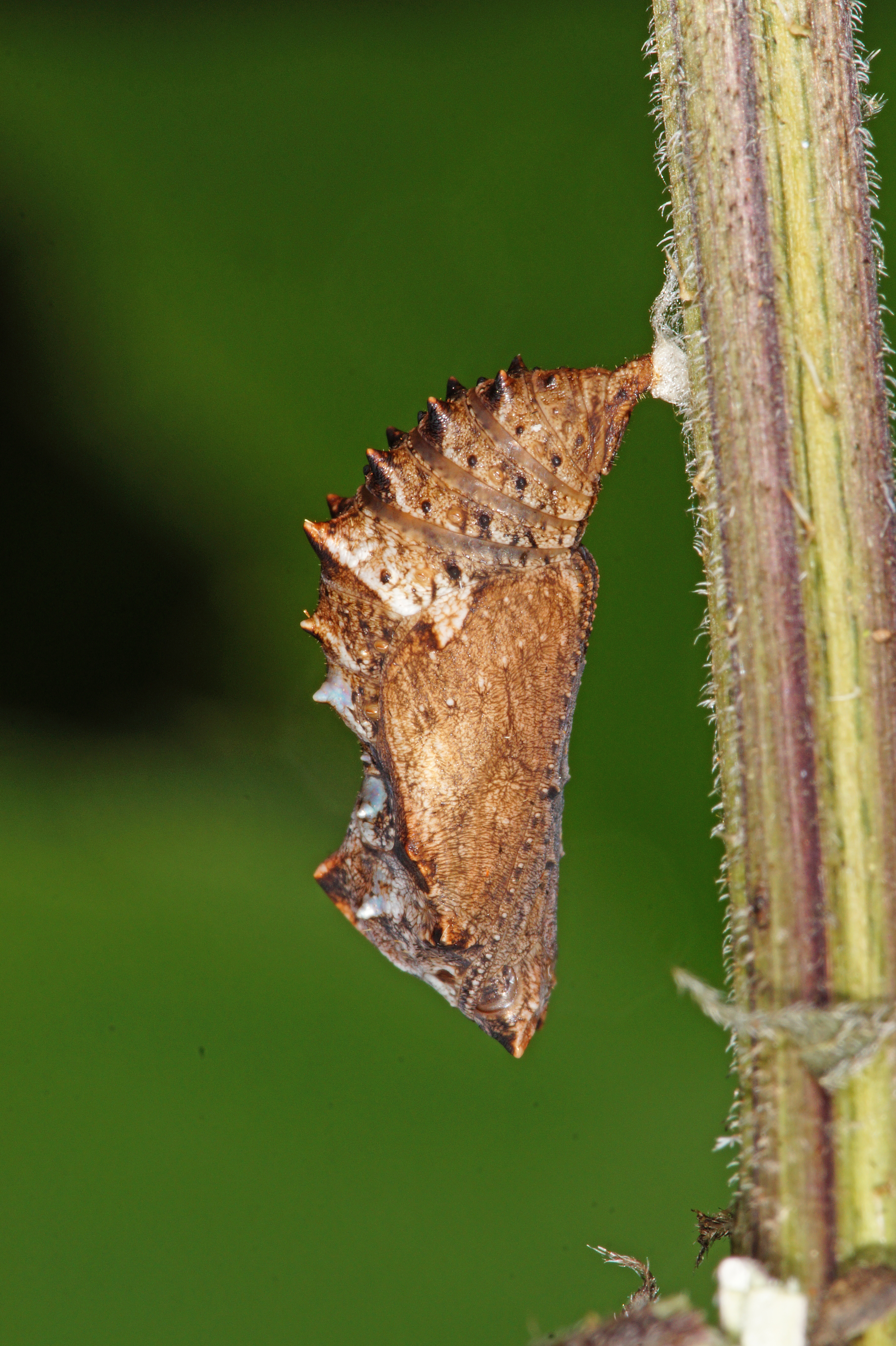 Ein brauner, länglicher Kokon mit kleinen Stacheln an einer Seite hängt an der kurzen Seite von einem pflanzlichen Stängel.