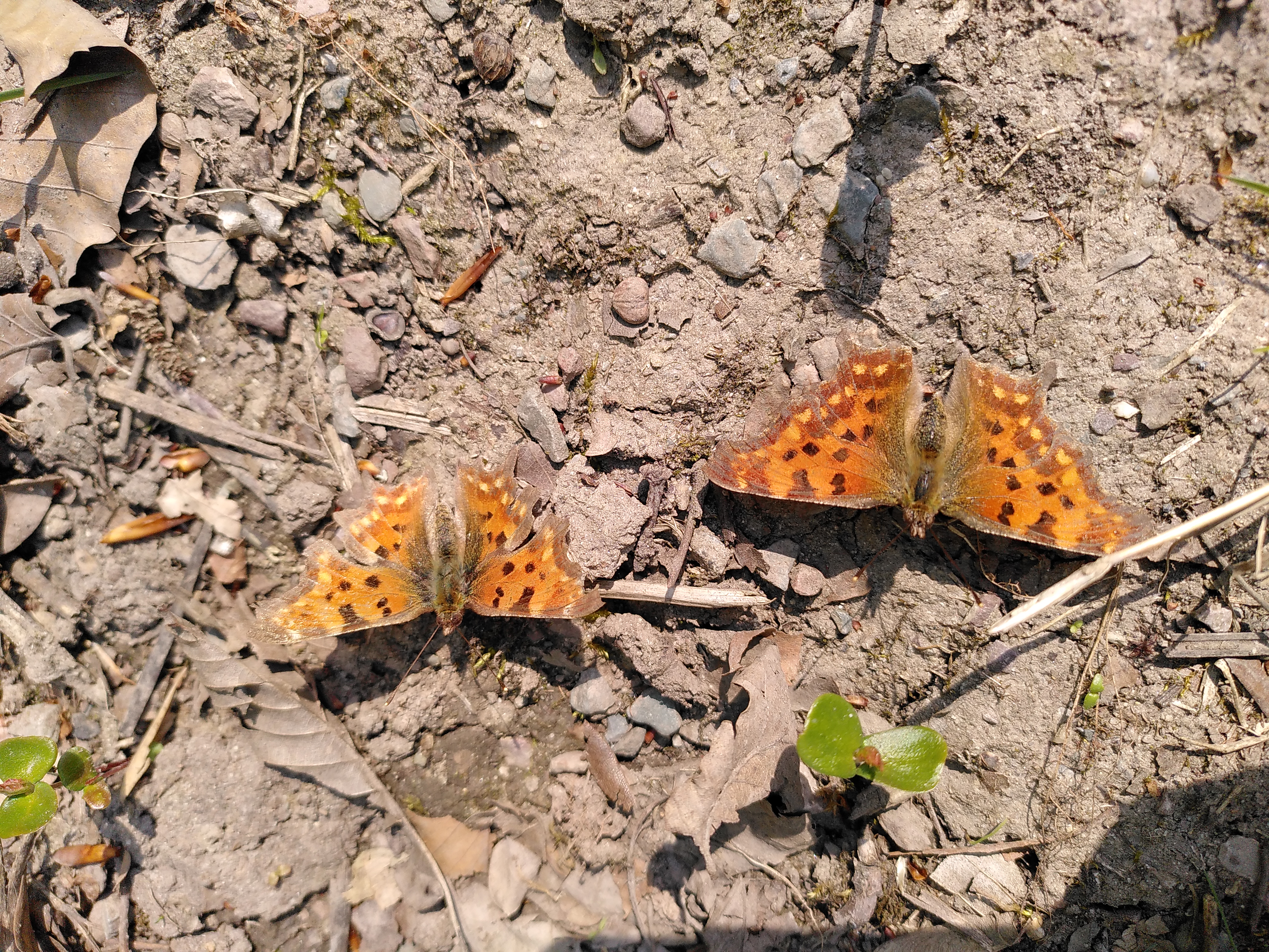 Zwei Schmetterlinge sonnen sich mit aufgeklappten Flügeln auf lehmigem Boden. Sie sind vorwiegend orange mit schwarzen und gelben Tupfern. Die Flügel sind in der Mitte geteilt. 