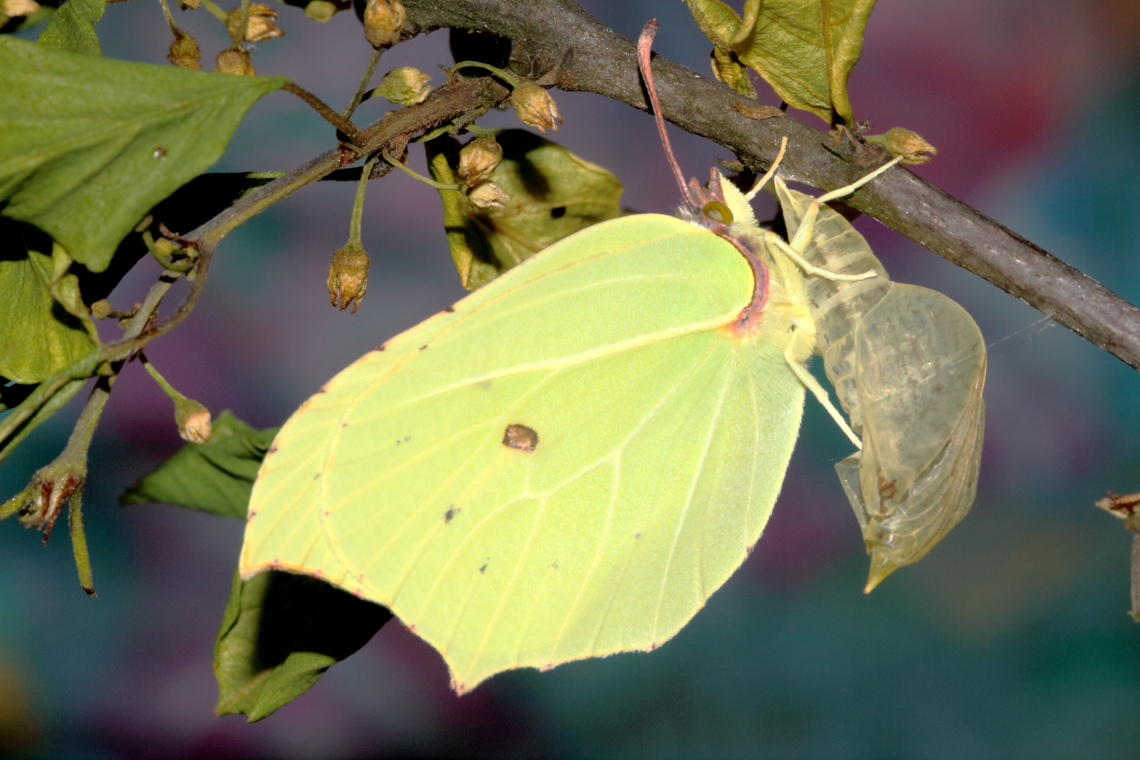 Ein Schmetterling hält sich mit den Beinen an seinem transparenten Kokon fest. Er ist im Profil zu sehen. Durch die blassgelben Flügel ziehen sich feine Adern. 