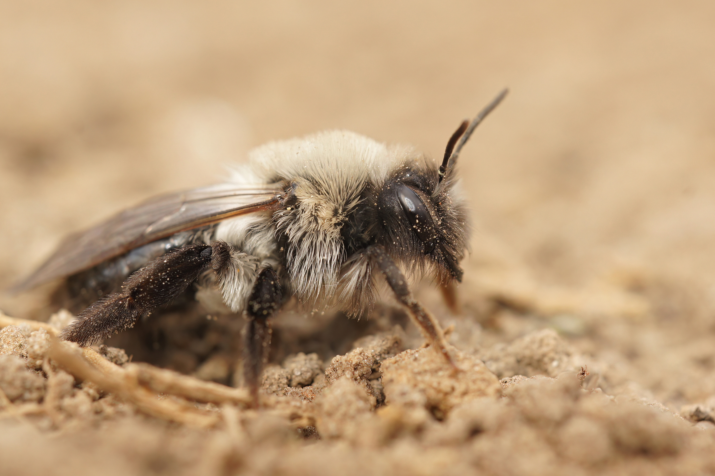 Eine Wildbiene sitzt auf einem Sandbeet, das Sandarium genannt wird.