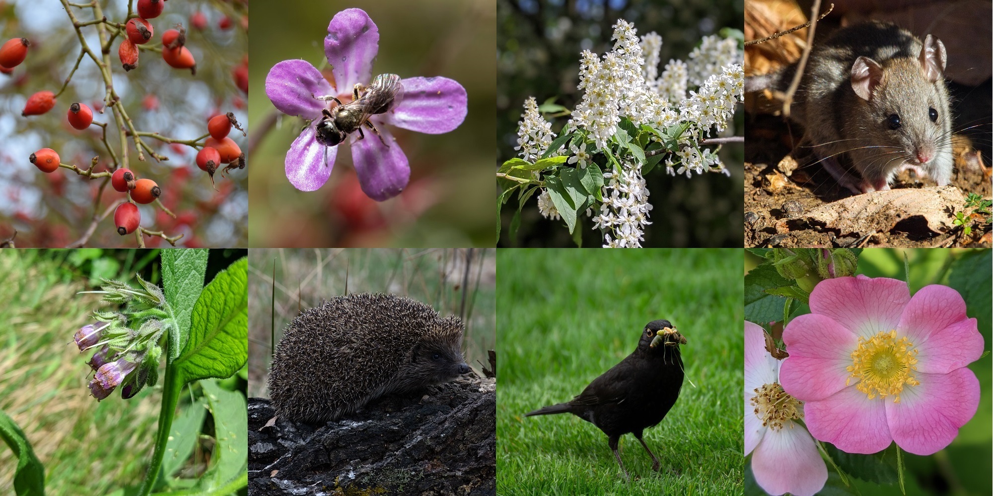 Beispiele für Pflanzen und Tiere am Waldrand