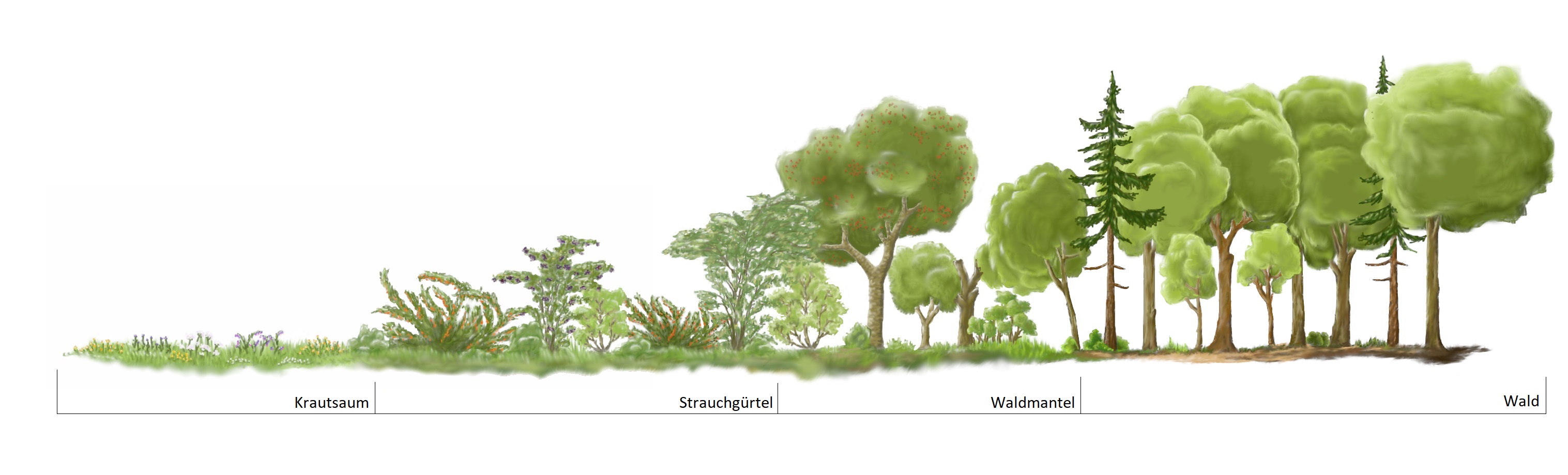 Schematische Darstellung des Waldrandes mit Sträuchern und Bäumen