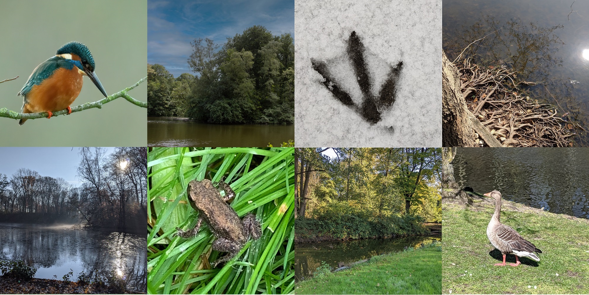Collage mit Teich- und Tierbildern