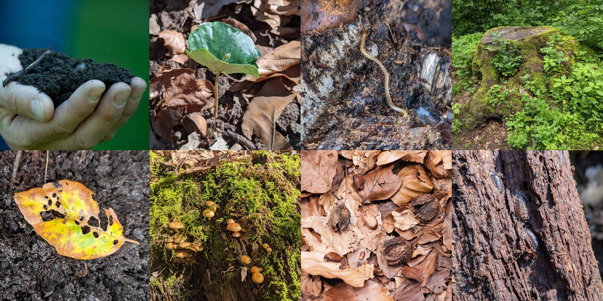 Pilze, Blätter und Würmer als Beispiele für das Leben auf dem Boden und in der Erde