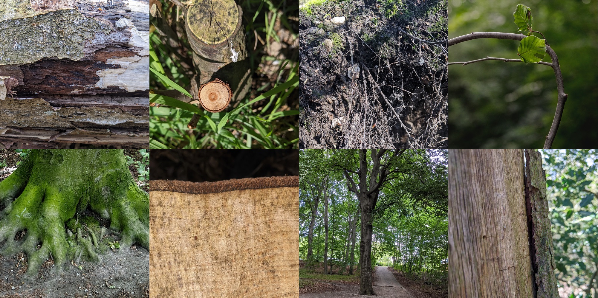 Collage von Baum- und Holzbildern