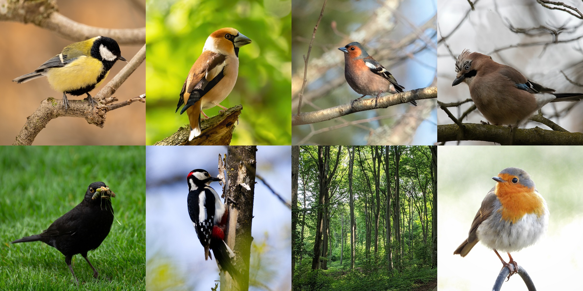 Beispiele für verschiedene Vogelarten im Wald