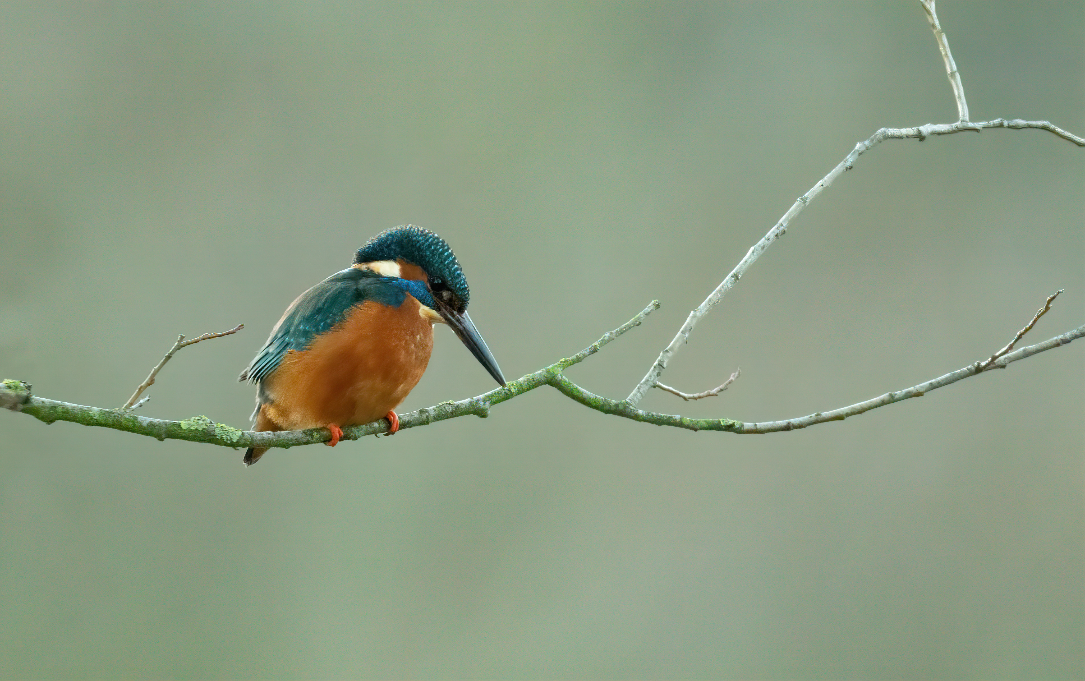 Eisvogel sitzt auf Ast